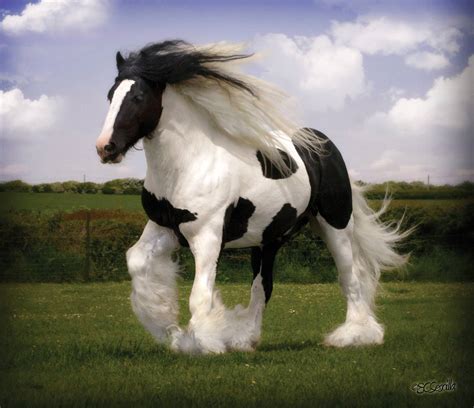 gypsy vanner horse wallpapers wallpaper cave