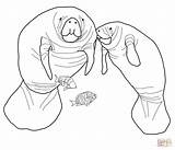 Coloring Pages Manatee Florida Manatees Dugong Color Printable Colouring Animals Drawing Sea sketch template