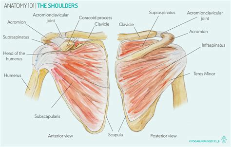 anatomy   shoulders yogaru