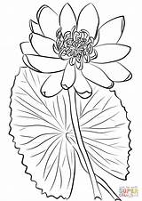 Lily Coloring Water Pages Red Printable Drawing Supercoloring Flower Lilies Colouring Color Version Click Flowers Drawings Choose Board Categories sketch template