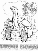 Galapagos Iguana Dover Tortoise Doverpublications Snake sketch template