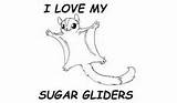 Sugar Glider Coloring 24kb 175px sketch template