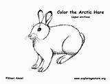Arctic Hare Coloring Pages Animals Popular Tundra sketch template