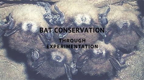 bat conservation experimentation  bats