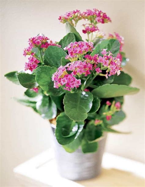 Pretty Flowering Kalanchoe Interior Plants With Images
