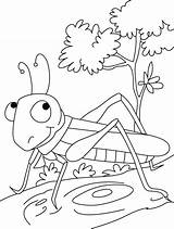 Grasshopper Coloring Pages Kids Preschool Printable Stopper Grasshoppers Show Color Colouring Preschoolcrafts Painting Kindergarten Drawing Sheets Insect Book Worksheets Choose sketch template