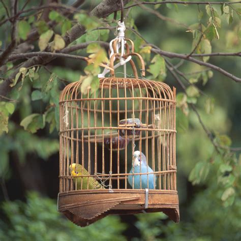 risks   diy  bird cage
