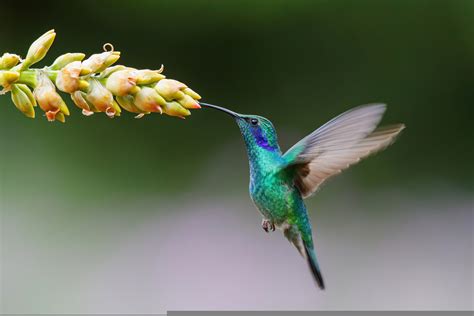 hummingbirds  colors    imagine