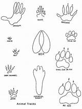 Animal Tracks Coloring Footprint Pages Printable Footprints Prints Animals Clipart Kids Track Paw Bobcat Printables Print Drawing Clip Library Foot sketch template