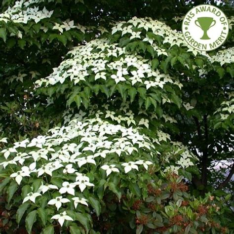 cornus kousa var chinensis white flowering chinese dogwood trees