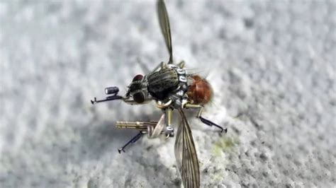 pin  hanna jansson  phoenix cyborg insects spy drone