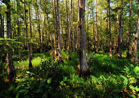 photo deep woods cypress florida forest   jooinn