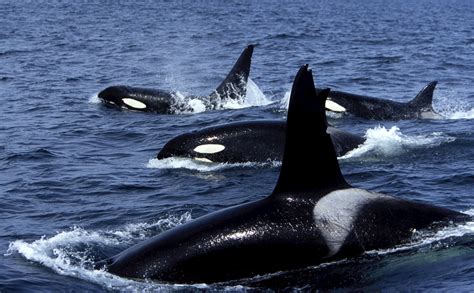 reportajes  fotografias de orcas en national geographic