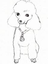 Poodle Gaddynippercrayons sketch template