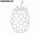 Draw Blackberry Drawing Drawingforall Step Ayvazyan Stepan Tutorials Posted Food sketch template