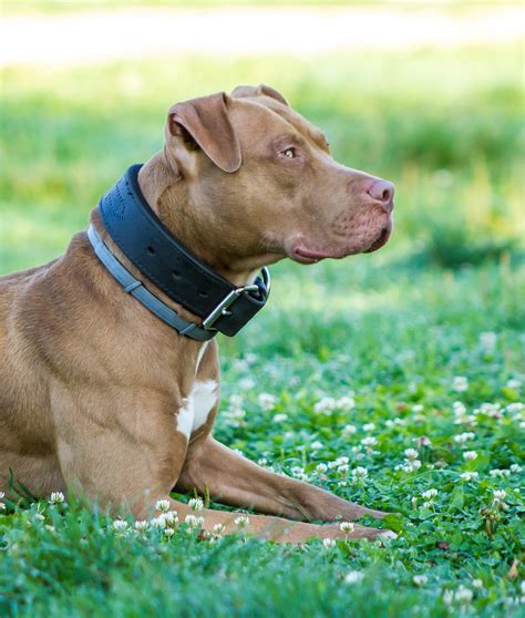 red nose pitbull facts 30 things you never knew about them