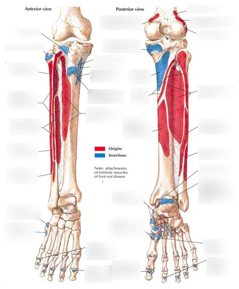 md leg muscle attachments diagram quizlet