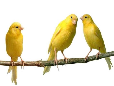canary  utility bird turned pet fun animals wiki  pictures stories