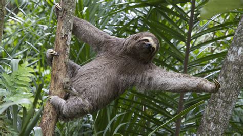 secret  sloths survival lies   slowness lifegate
