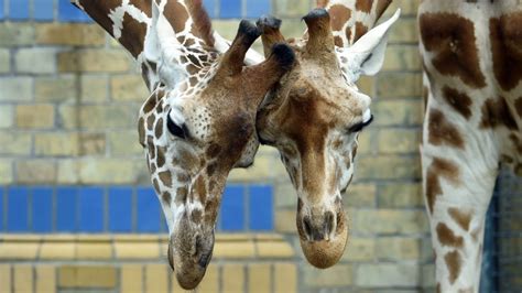 Crazy Facts You Didn T Know About Giraffes