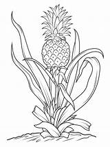 Coloring Pineapple Pages Vegetables Fruits Broccoli Cucumber sketch template