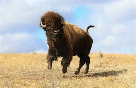 buffalo bluff charge  joe tieszen wildlife  animals wild tame animals