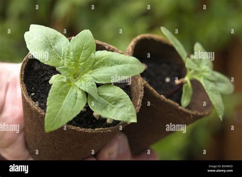 pflanzen plants stock photo alamy