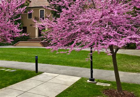 Cercis Canadensis Eastern Redbud Trees Of Stanford