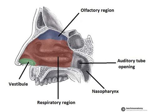 The Nose And Sinuses Teachmeanatomy