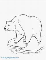 Coloring Pages Bear Polar Coca Cola Getcolorings Bears sketch template