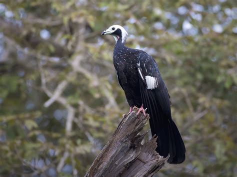 Blue Throated White Throated Piping Guan Ebird