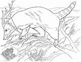 Anteater Coloring Pages Climbing sketch template