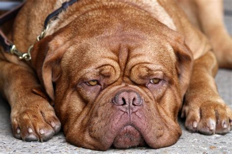 wrinkly dog breeds  faces    smush asap