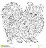 Pomeranian Erwachsene Ausmalbilder Tiere Malbuch Konturen sketch template