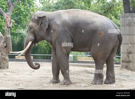 indian bull elephant stock photo alamy