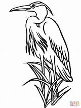 Heron Coloring Blue Reed Pages Drawing Great Printable Herons Bird Drawings Gray Clipart Sketch Patterns Stencils Getdrawings Color 1200 Wood sketch template