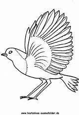 Rotkehlchen Ausmalbilder Ausmalbild Paloma Coloriage Voegel Pajaros Blackbird Klicke Auszudrucken Winged Vögel sketch template