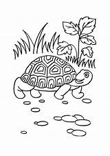 Coloring Tortoise Pages Galapagos Getdrawings Printable Getcolorings sketch template