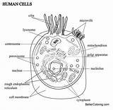Cell Coloring Pages Human Animal Cells Printable Adults Kids sketch template