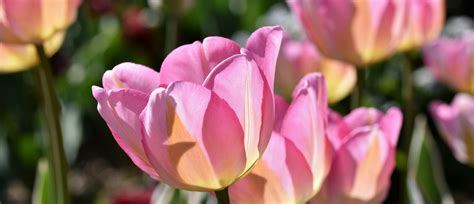 Le Jardin De Jacky Jardinage Pour Profiter Des Tulipes Au Printemps