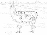 Llama Coloring Pages Drawing Alpaca Realistic Supercoloring Printable Hairy Colouring Looks Back Animals Getdrawings Cute Getcolorings Wonder sketch template