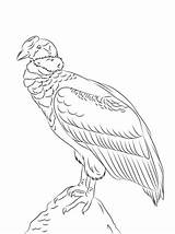 Condor Coloring Andino Pages Andean Cóndor Para California Colorear Perched Dibujo Dibujos Supercoloring Pintar Chile Del Arte Los Aves Perú sketch template