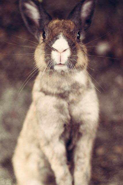 bunny rabbit images  pinterest animals bunny rabbits  funny bunnies
