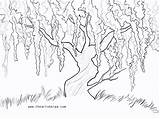 Willow Wisteria Tree Drawing Weeping Painting Trace Simple Drawings Tip Pencil Sherpa Tracing Getdrawings Able Project Acrylic Choose Board Sketches sketch template