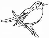Robin Coloring Pages Wisconsin American Red Bird Getcolorings Printable Color State sketch template