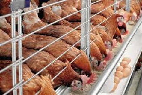 import duties  poultry feed farm machineries reduced business