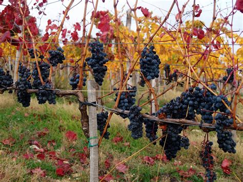 grapes  vineyards