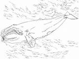 Whale Right Atlantic North Coloring Pages Bowhead Supercoloring Printable Color Categories Whales sketch template