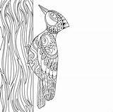 Woodpecker Picchio Uccello Coloringbay Colorare sketch template