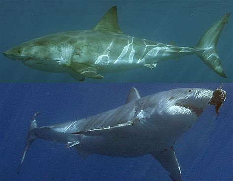 great white shark photo